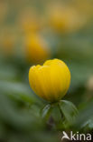 Winter Aconite (Eranthis hyemalis)