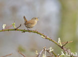 Winterkoning (Troglodytes troglodytes)