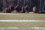 Wisent (Bison bonasus)