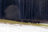 Wisent (Bison bonasus)