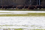 Wisent (Bison bonasus)