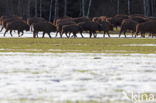 Wisent (Bison bonasus)