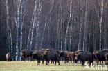 Wisent (Bison bonasus)