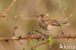 Witbrauwwaaierstaart (Erythropygia leucophrys)