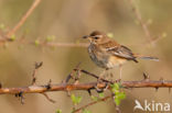 Witbrauwwaaierstaart (Erythropygia leucophrys)