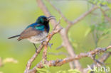 White-bellied sunbird (Cinnyris talatala