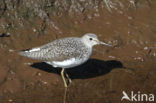 Green Sandpiper (Tringa ochropus)