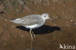 Green Sandpiper (Tringa ochropus)