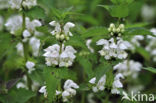 White Dead-nettle (Lamium album)