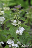 White Dead-nettle (Lamium album)