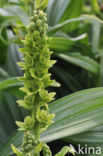 Witte nieswortel (Veratrum album)