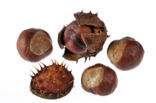 Horse-chestnut (Aesculus hippocastanum)