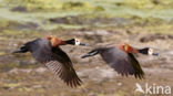 White-faced whistling duck (Dendrocygna viduata)