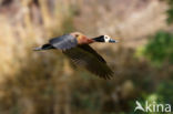 White-faced whistling duck (Dendrocygna viduata)