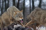 Grey Wolf (Canis lupus)