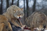 Grey Wolf (Canis lupus)