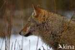 Grey Wolf (Canis lupus)