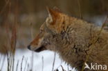 Wolf (Canis lupus)