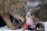 Grey Wolf (Canis lupus)