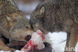 Grey Wolf (Canis lupus)