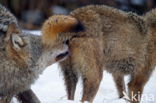 Grey Wolf (Canis lupus)