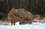 Grey Wolf (Canis lupus)