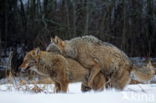 Grey Wolf (Canis lupus)
