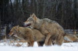 Wolf (Canis lupus)