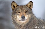 Grey Wolf (Canis lupus)