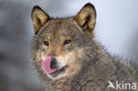 Grey Wolf (Canis lupus)