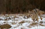 Grey Wolf (Canis lupus)