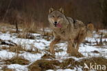 Grey Wolf (Canis lupus)