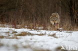 Grey Wolf (Canis lupus)