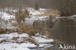 Grey Wolf (Canis lupus)