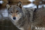 Grey Wolf (Canis lupus)