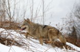 Grey Wolf (Canis lupus)