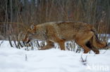 Grey Wolf (Canis lupus)