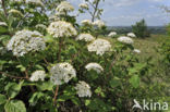 Wayfaring Tree (Viburnum lantana)