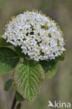 Wollige sneeuwbal (Viburnum lantana)