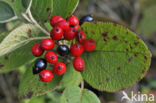 Wollige sneeuwbal (Viburnum lantana)