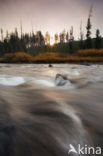 Yellowstone national park