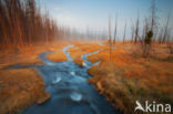 Yellowstone national park