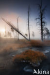 Yellowstone national park