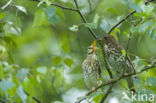 Song Thrush (Turdus philomelos)