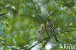 Song Thrush (Turdus philomelos)