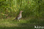 Zanglijster (Turdus philomelos)