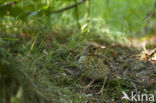 Song Thrush (Turdus philomelos)