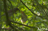 Zanglijster (Turdus philomelos)