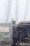 Zanglijster (Turdus philomelos)