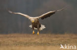 Zeearend (Haliaeetus albicilla)